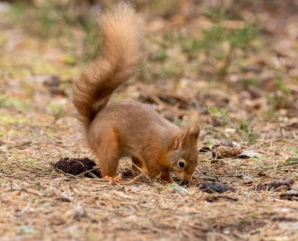 Vibrant red squirrel burrying food in the forest