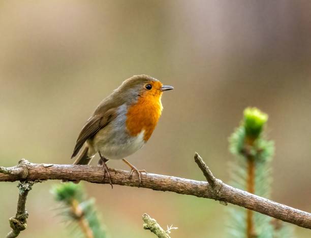 istock Close-up shot of a redbreast robin perched on a tree branch 1498091224