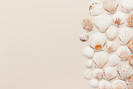 Minimal seashells frame with copy space on neutral beige background. Seashell summer background