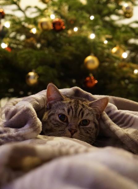 istock Adorable tabby cat in a blanket with a Christmas tree in the background. 1498092693