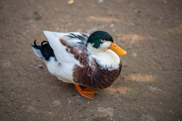 istock Mallards walking on the ground in Islamabad's park 1498093118