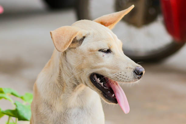 istock A little dog smile and look funny. 1498094647