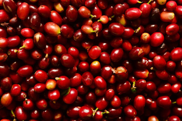 istock close up of fresh coffee beans 1498094739