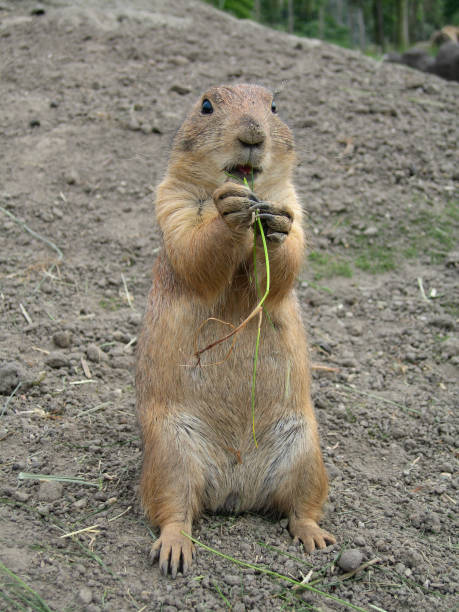 istock Groundhog eating grass close up outdoors 1498095367