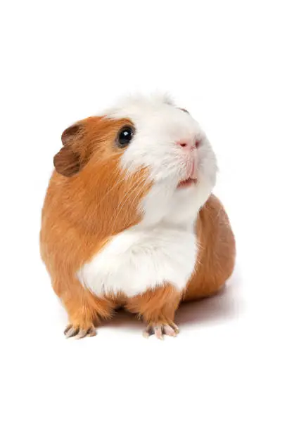 Single cute guinea Pig isolated on white background close up looking up