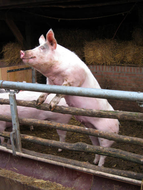 Grown up pink pig standing  in the barn waiting for food stock photo