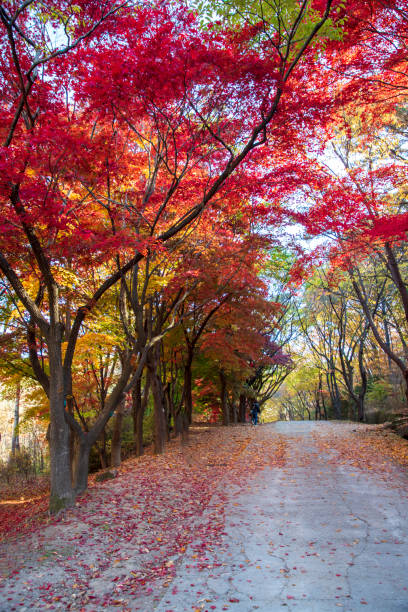 istock The autumn leaves in Mt. Kwanaksan 1498095964