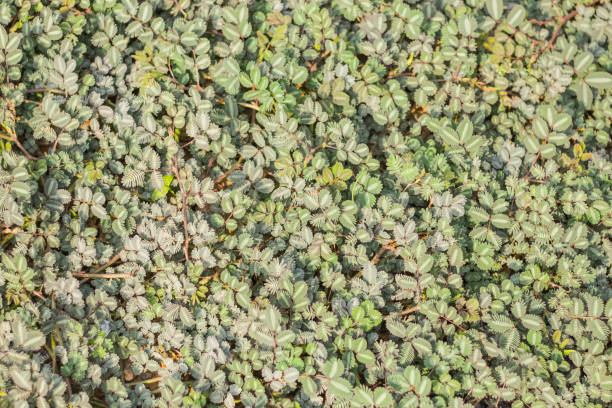 istock Small leaf of flowers like a background leaf. 1498096520