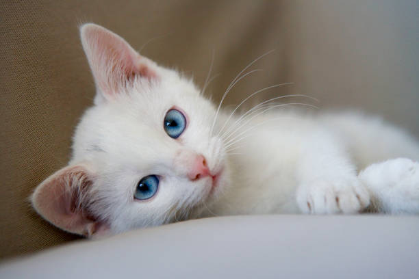Potrait of a cute white kitten with blue eyes close up looking into camera