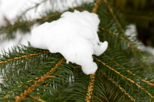 istock Snow on fir branch 1498096904