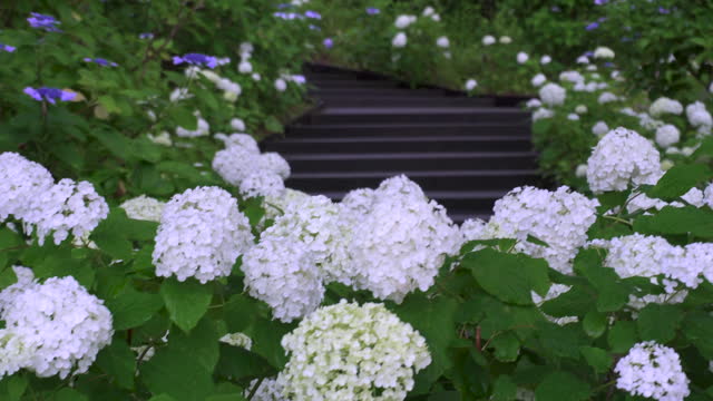 Path with hydrangea blooms on a rainy day in June