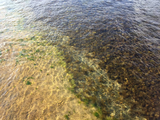 istock Seaweeds in the sea 1498100336