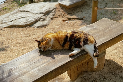Gato descansando cómodamente en un banco de madera en un día soleado photo