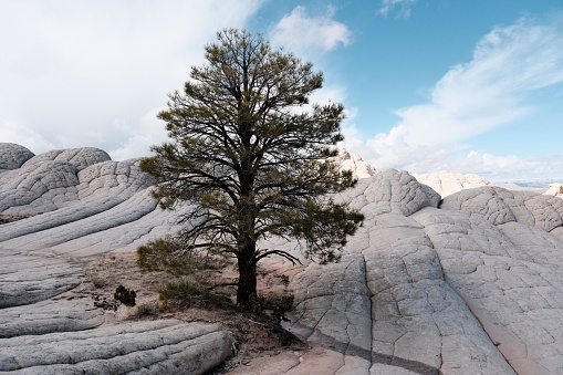 A scenic view of a lone tree in a rocky desert