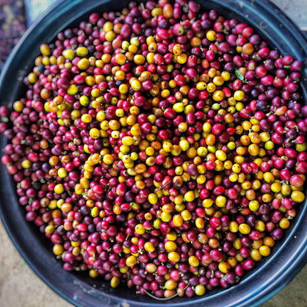 istock Fresh Arabica and Robusta coffee beans in bulk There are both soft seeds and mature seeds 1498100769