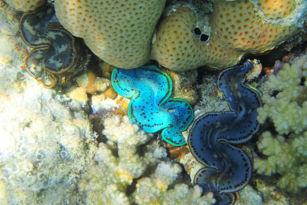 istock giant clam from the red sea 1498100894