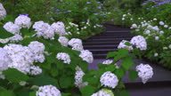 istock Path with hydrangea blooms on a rainy day in June 1498101164