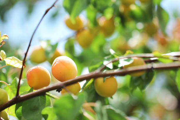 Photo of natural apricots on the branch