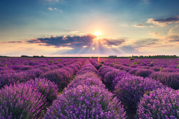 istock Lavender flower blooming fields in endless rows. Sunset shot. 1498102665