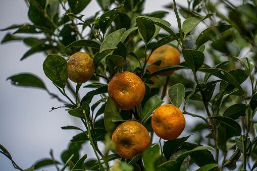 Mix of different citrus fruits closeup. Healthy diet vitamin concept. Food photography