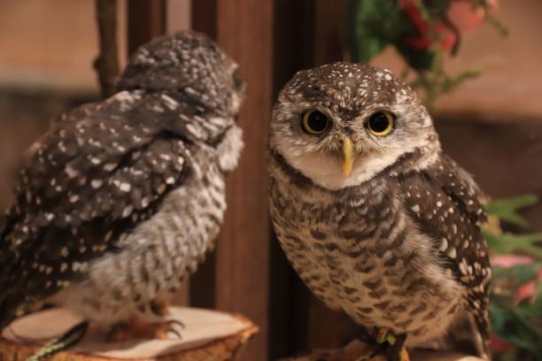 istock Two spotted owlets perched on wooden stumps. 1498102963