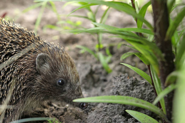 istock cute hedgehog in green grass 1498103099