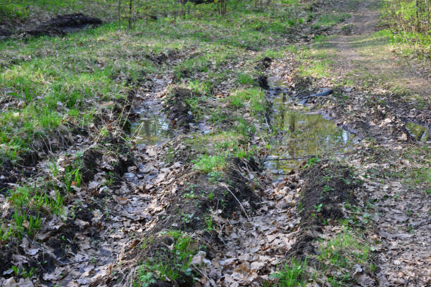 istock dirty road with puddle in the forest isolated, close up 1498104078