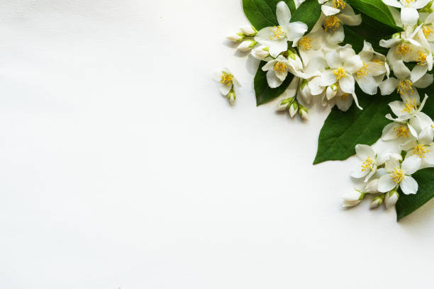 istock Composition, frame corner folded from jasmine flowers. White background and place for text. Jasmine flowers pattern top view, flat lay, copy space for text. Banner. 1498104205