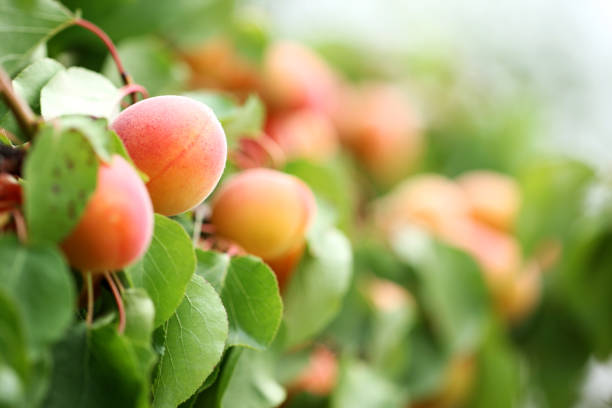 Photo of natural apricots on the branch