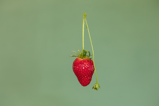 Close Up Fresh Levitating Strawberry With Stem Isolated On Green Background