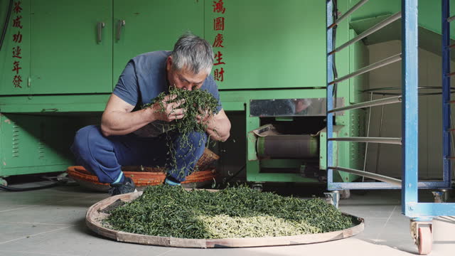 A father and son tea master duo meticulously crafting tea in their own tea factory