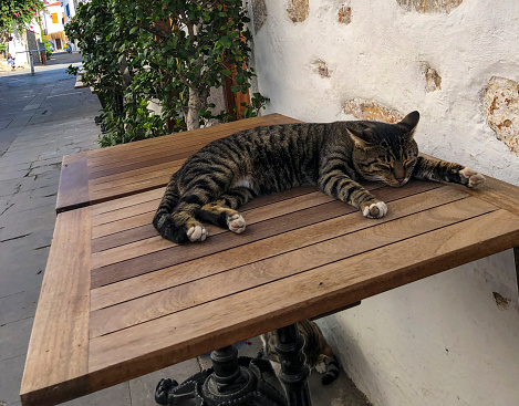 Resting cat on table