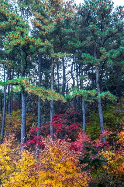 istock The autumn leaves in Mt. Kwanaksan 1498104781