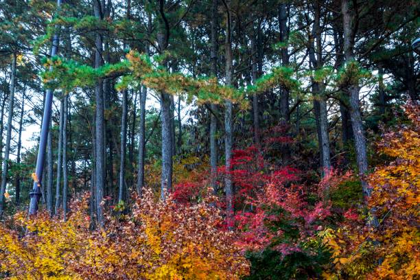 istock The autumn leaves in Mt. Kwanaksan 1498105454