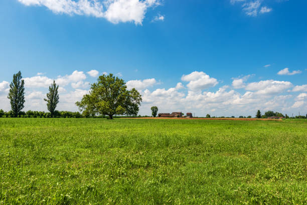 Rural landscape with green meadow and a large tree in springtime, Padan Plain or Po valley (Pianura Padana, Italian). Mantua province, Lombardy, Italy, southern Europe.