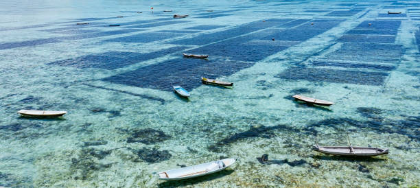 grunty rolne z tłem uprawy wodorostów na bali, indonezja - lembongan obrazy zdjęcia i obrazy z banku zdjęć