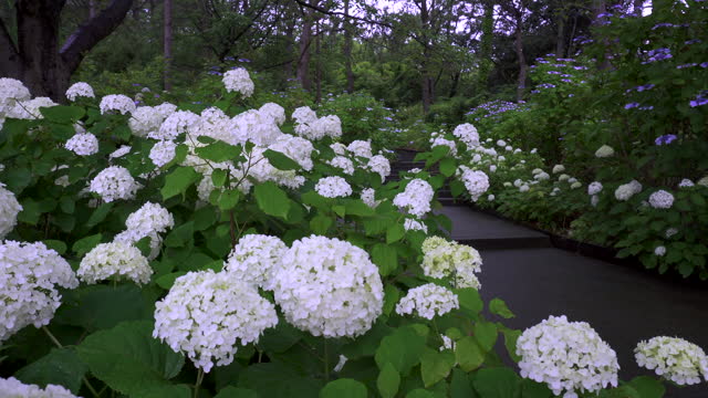 Path with hydrangea blooms on a rainy day in June