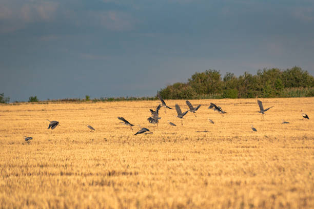 istock A flock of gray herons in a grain field 1498108157