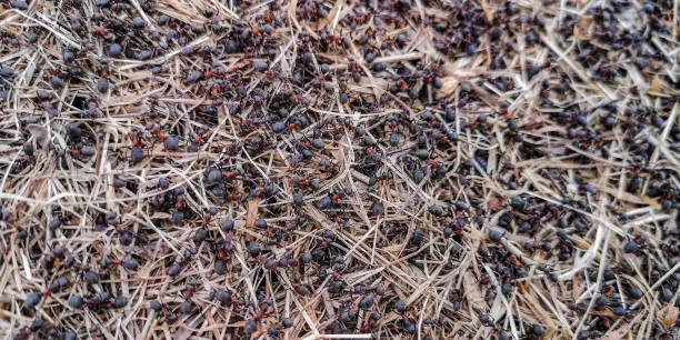 Forest ants in anthill