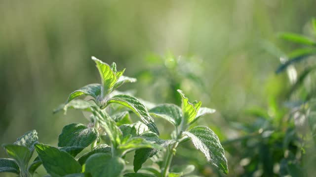 Morning wild mint on the meadow
