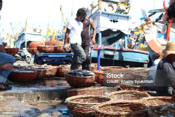 Fish Loading Loading And Unloading Of Fish Stock Photo - Download Image Now - Boat ...