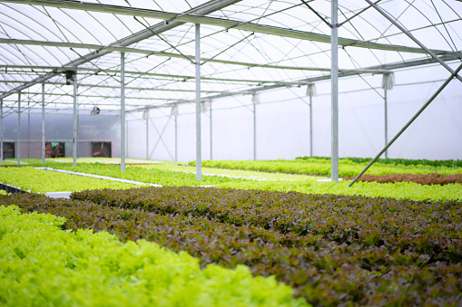 Hydroponic farm plant vegetable. Entrepreneur and agriculture business concept.