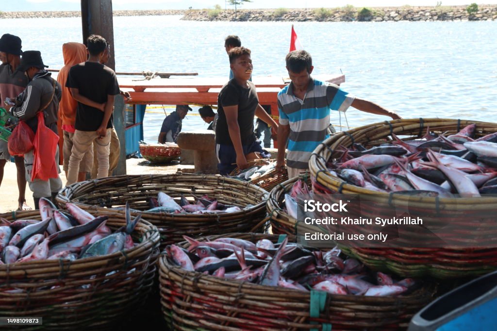 Unloading Fish Loading And Unloading Of Fish Stock Photo - Download Image Now - Boat ...