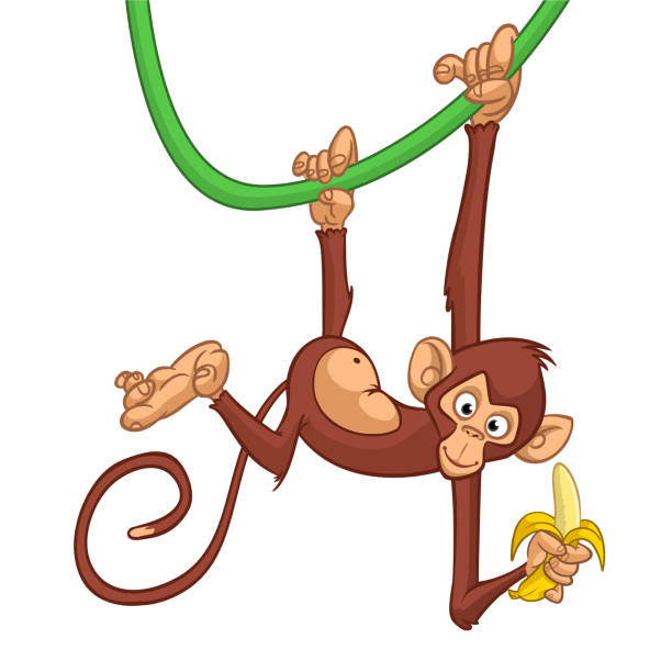 Cartoon funny monkey hanging on liana and eating banana. Vector illustration of happy monkey character design isolated Cartoon funny monkey chimpanzee. Vector illustration of happy monkey character design isolated. clip art of a monkey holding banana stock illustrations