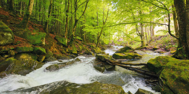 istock river in the forest among rocks 1498110974