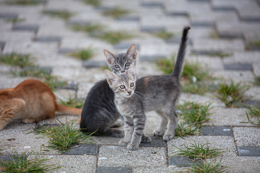 A pair of stray kittens, one orange and other black and white, looking down from a green tree. Shallow depth of field.