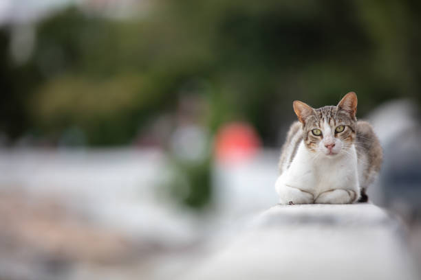Free Stock Photo of Black and White Cat Sitting on Top of Cement Slab ...
