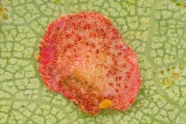 Common spangle gall stock photo