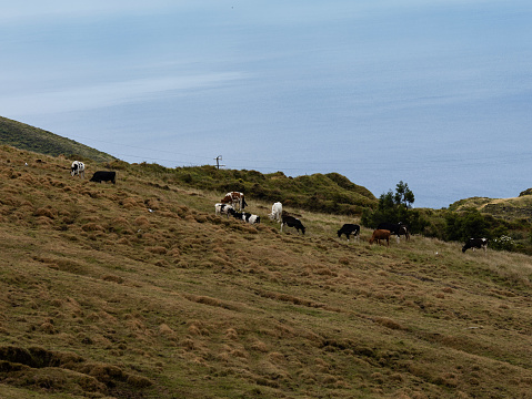 Some cows grazing on a mountain near the sea