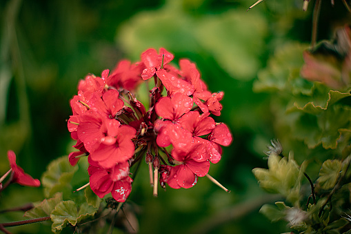 Some red flowers with leaves around